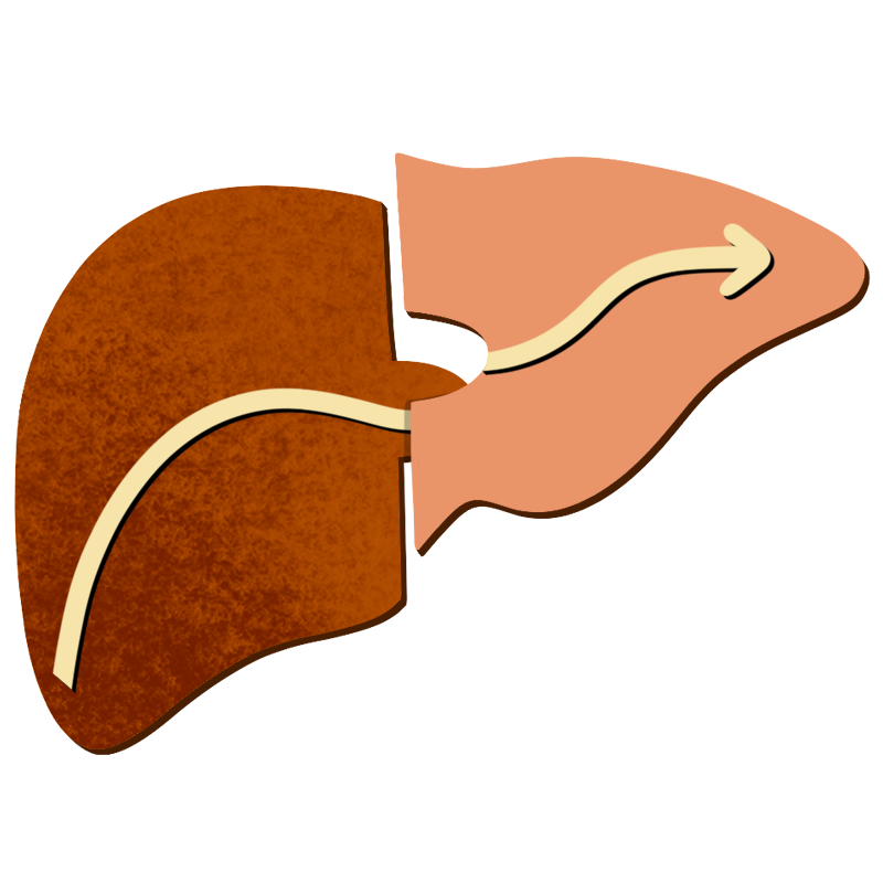 liver puzzle with arrow across it